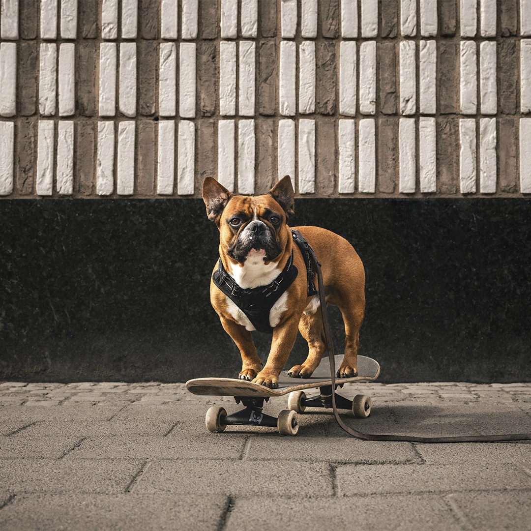  Brown french bulldog on a skateboard - Ny Studio